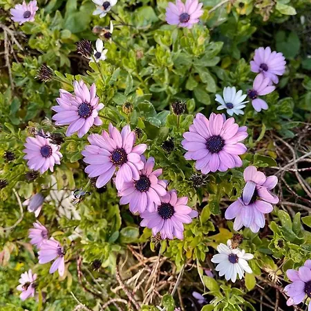 펜션 Casa Aprea 소렌토