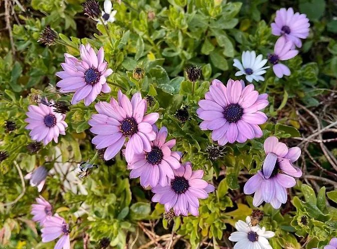 Ferienhaus Casa Aprea Sorrent