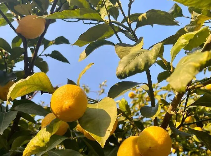 Casa Aprea Tatil Evi *