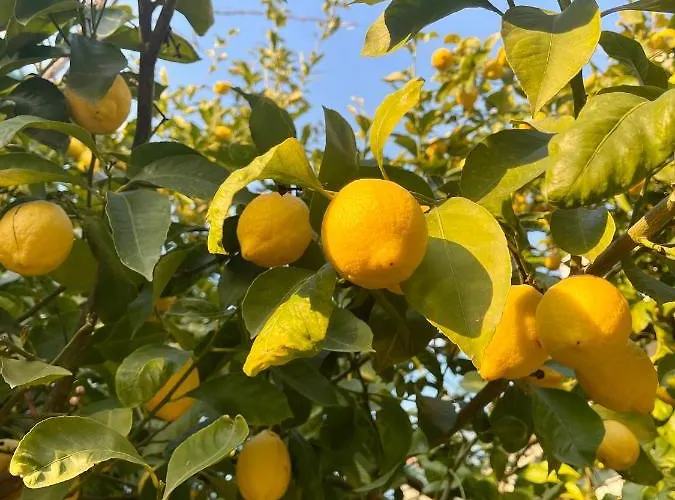 Casa Aprea Tatil Evi *