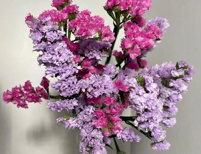 Casa Aprea Tatil Evi